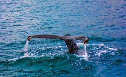 Whale Watching holiday package from Nepal